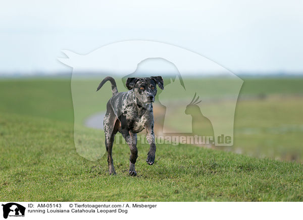 rennender Louisiana Catahoula Leopard Dog / running Louisiana Catahoula Leopard Dog / AM-05143