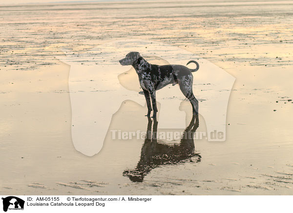 Louisiana Catahoula Leopard Dog / Louisiana Catahoula Leopard Dog / AM-05155