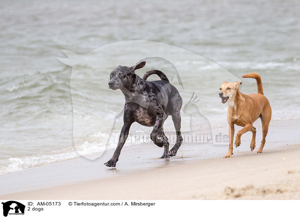 2 dogs / AM-05173