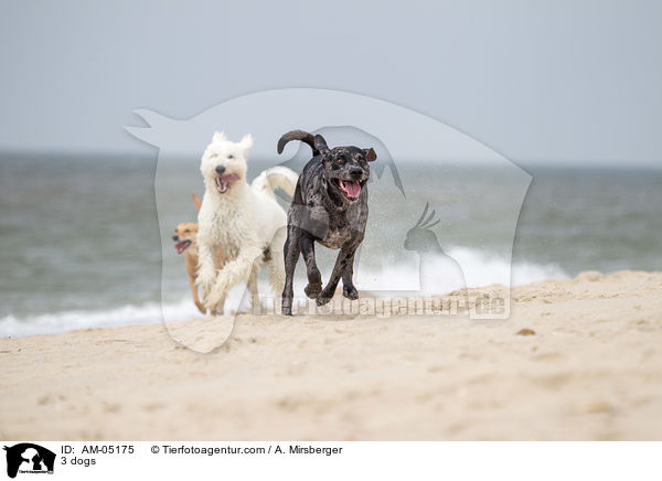 3 dogs / AM-05175