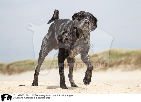Louisiana Catahoula Leopard Dog / Louisiana Catahoula Leopard Dog / AM-05180