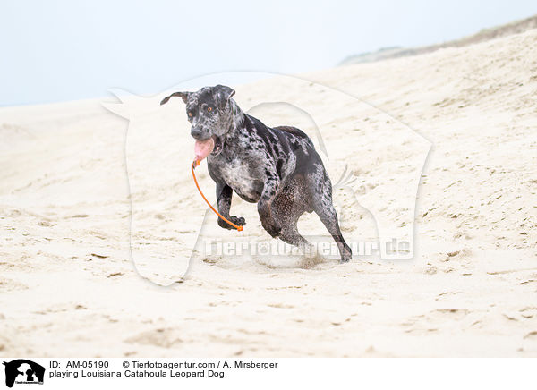 spielender Louisiana Catahoula Leopard Dog / playing Louisiana Catahoula Leopard Dog / AM-05190