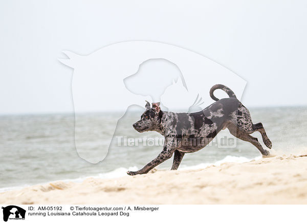 running Louisiana Catahoula Leopard Dog / AM-05192