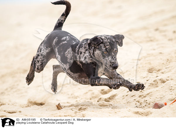 spielender Louisiana Catahoula Leopard Dog / playing Louisiana Catahoula Leopard Dog / AM-05195