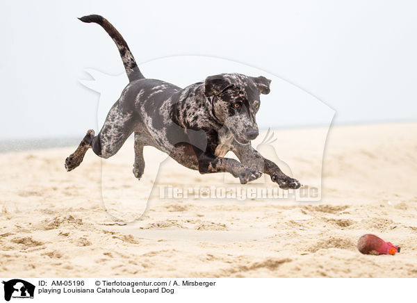 spielender Louisiana Catahoula Leopard Dog / playing Louisiana Catahoula Leopard Dog / AM-05196