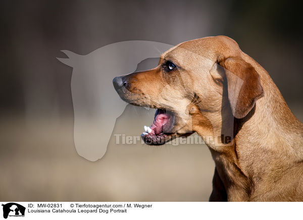 Louisiana Catahoula Leopard Dog Portrait / MW-02831