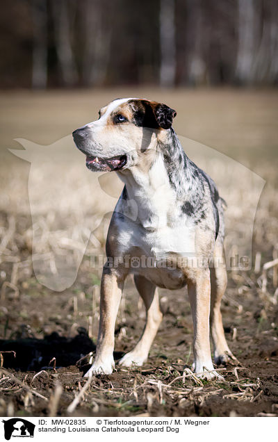 standing Louisiana Catahoula Leopard Dog / MW-02835