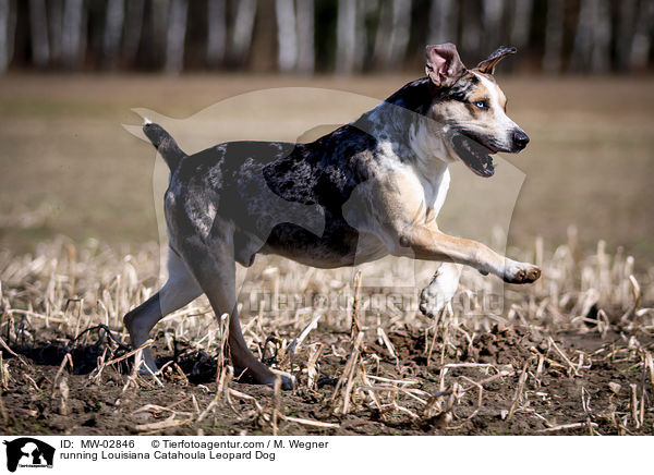 rennender Louisiana Catahoula Leopard Dog / running Louisiana Catahoula Leopard Dog / MW-02846