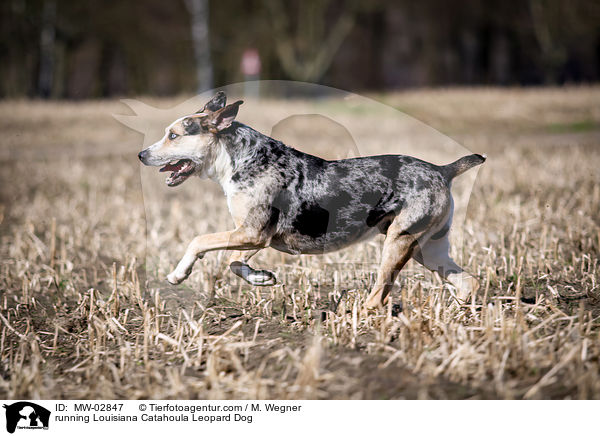 rennender Louisiana Catahoula Leopard Dog / running Louisiana Catahoula Leopard Dog / MW-02847