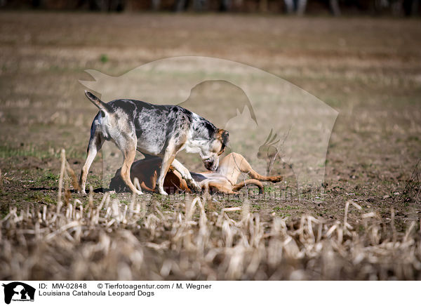 Louisiana Catahoula Leopard Dogs / MW-02848
