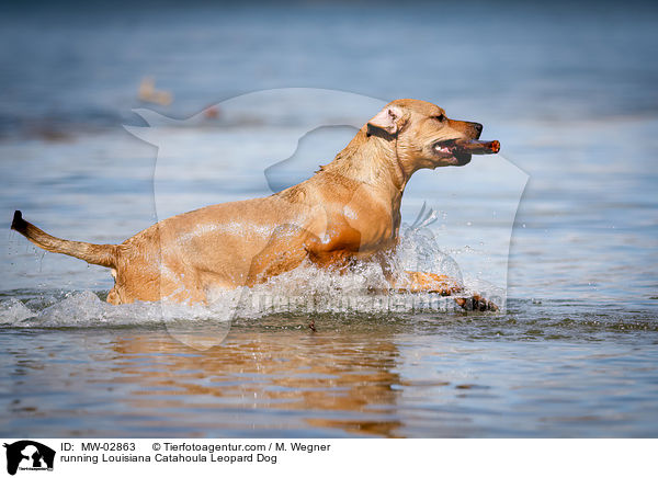 running Louisiana Catahoula Leopard Dog / MW-02863