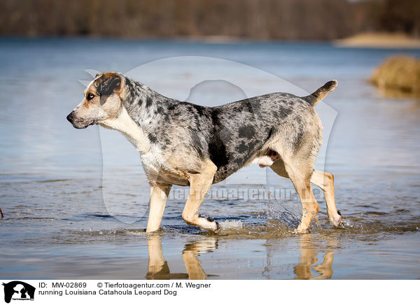 running Louisiana Catahoula Leopard Dog / MW-02869