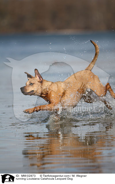 running Louisiana Catahoula Leopard Dog / MW-02873