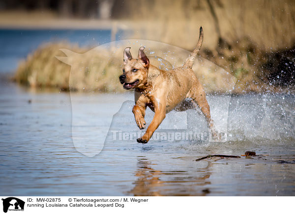 running Louisiana Catahoula Leopard Dog / MW-02875