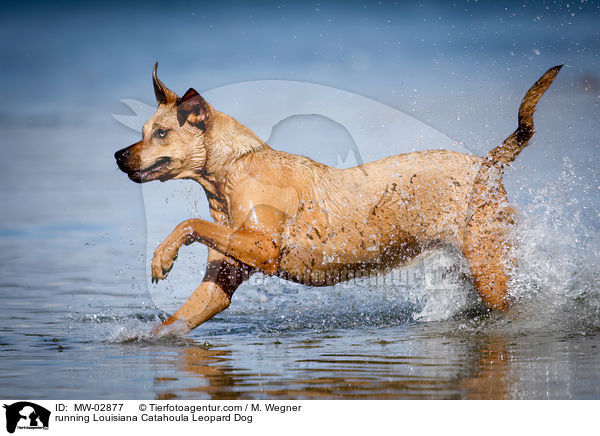 running Louisiana Catahoula Leopard Dog / MW-02877