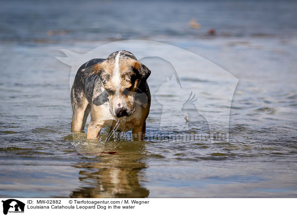Louisiana Catahoula Leopard Dog in the water / MW-02882