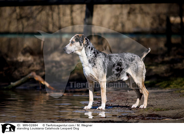 standing Louisiana Catahoula Leopard Dog / MW-02884