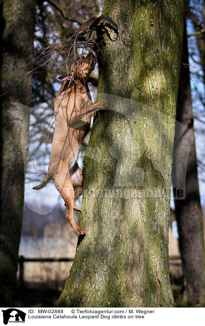 Louisiana Catahoula Leopard Dog climbs on tree / MW-02888
