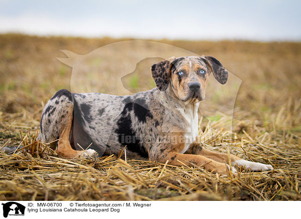 liegender Louisiana Catahoula Leopard Dog / lying Louisiana Catahoula Leopard Dog / MW-06700