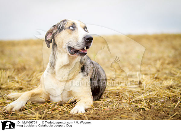 liegender Louisiana Catahoula Leopard Dog / lying Louisiana Catahoula Leopard Dog / MW-06704