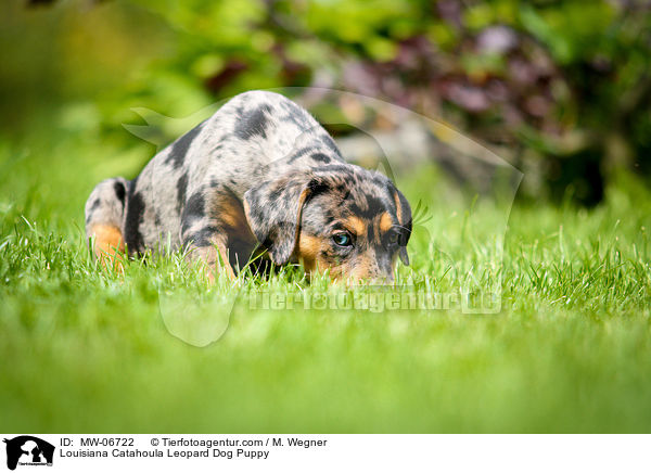 Louisiana Catahoula Leopard Dog Puppy / MW-06722