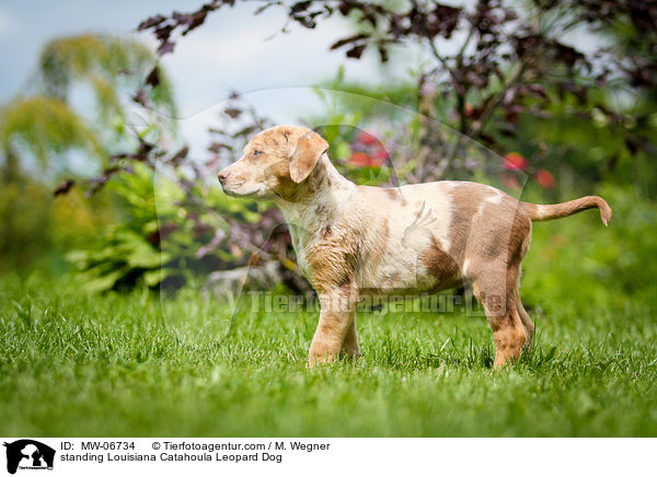 standing Louisiana Catahoula Leopard Dog / MW-06734