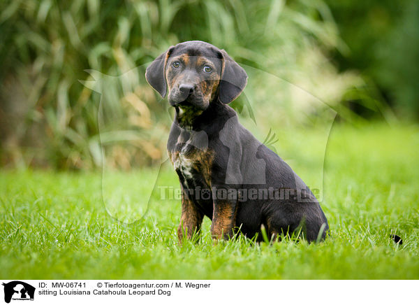 sitting Louisiana Catahoula Leopard Dog / MW-06741