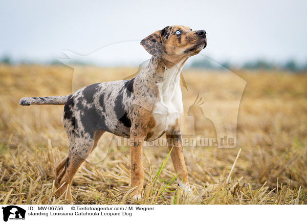 stehender Louisiana Catahoula Leopard Dog / standing Louisiana Catahoula Leopard Dog / MW-06756