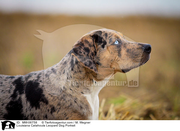 Louisiana Catahoula Leopard Dog Portrait / MW-06758