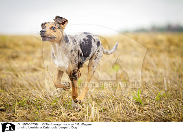 running Louisiana Catahoula Leopard Dog / MW-06759