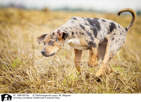 rennender Louisiana Catahoula Leopard Dog / running Louisiana Catahoula Leopard Dog / MW-06760