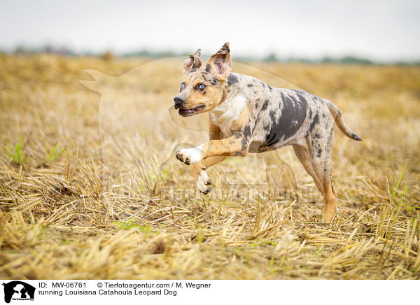 running Louisiana Catahoula Leopard Dog / MW-06761