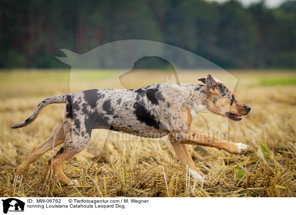 running Louisiana Catahoula Leopard Dog / MW-06762
