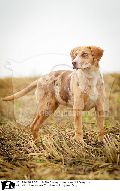 stehender Louisiana Catahoula Leopard Dog / standing Louisiana Catahoula Leopard Dog / MW-06765
