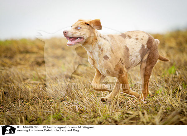 running Louisiana Catahoula Leopard Dog / MW-06766