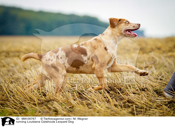 running Louisiana Catahoula Leopard Dog / MW-06767