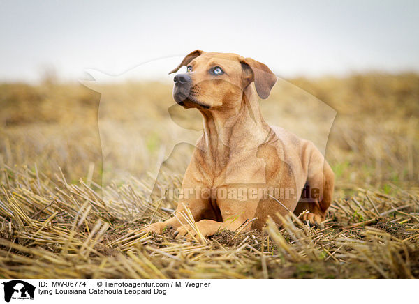 liegender Louisiana Catahoula Leopard Dog / lying Louisiana Catahoula Leopard Dog / MW-06774