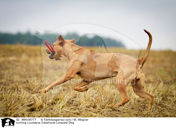 rennender Louisiana Catahoula Leopard Dog / running Louisiana Catahoula Leopard Dog / MW-06777