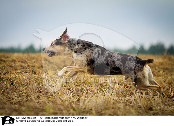 rennender Louisiana Catahoula Leopard Dog / running Louisiana Catahoula Leopard Dog / MW-06780