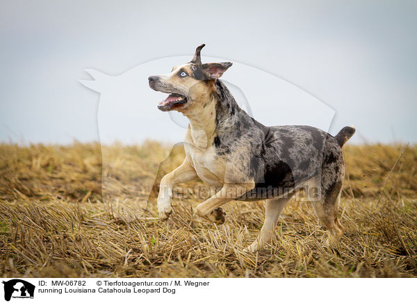 rennender Louisiana Catahoula Leopard Dog / running Louisiana Catahoula Leopard Dog / MW-06782