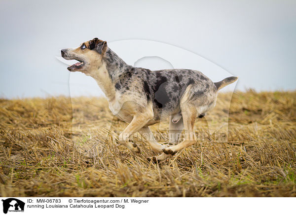 running Louisiana Catahoula Leopard Dog / MW-06783