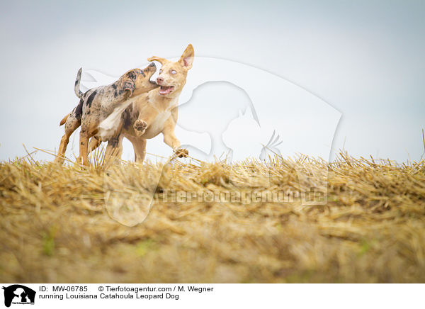 running Louisiana Catahoula Leopard Dog / MW-06785
