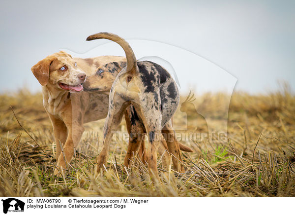 spielende Louisiana Catahoula Leopard Dogs / playing Louisiana Catahoula Leopard Dogs / MW-06790