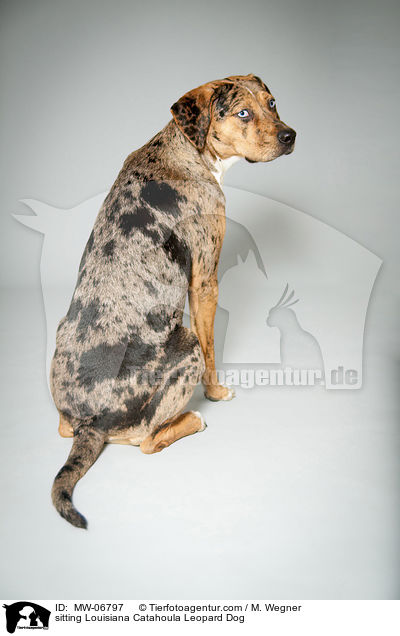 sitting Louisiana Catahoula Leopard Dog / MW-06797