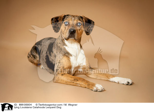 liegender Louisiana Catahoula Leopard Dog / lying Louisiana Catahoula Leopard Dog / MW-06804