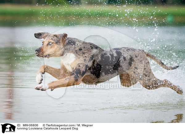 running Louisiana Catahoula Leopard Dog / MW-06806
