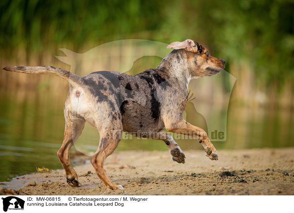 rennender Louisiana Catahoula Leopard Dog / running Louisiana Catahoula Leopard Dog / MW-06815