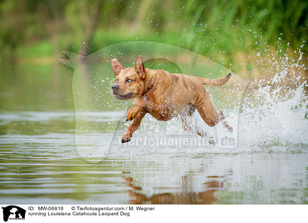 running Louisiana Catahoula Leopard Dog / MW-06816