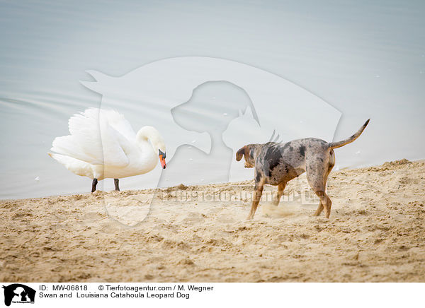 Schwan und Louisiana Catahoula Leopard Dog / Swan and  Louisiana Catahoula Leopard Dog / MW-06818