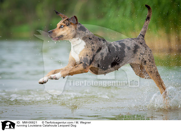 running Louisiana Catahoula Leopard Dog / MW-06821